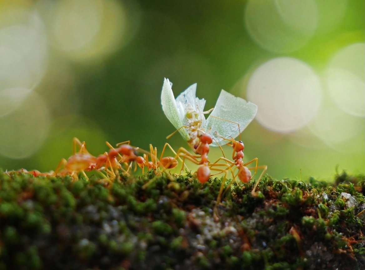 ant-teamwork-narrow