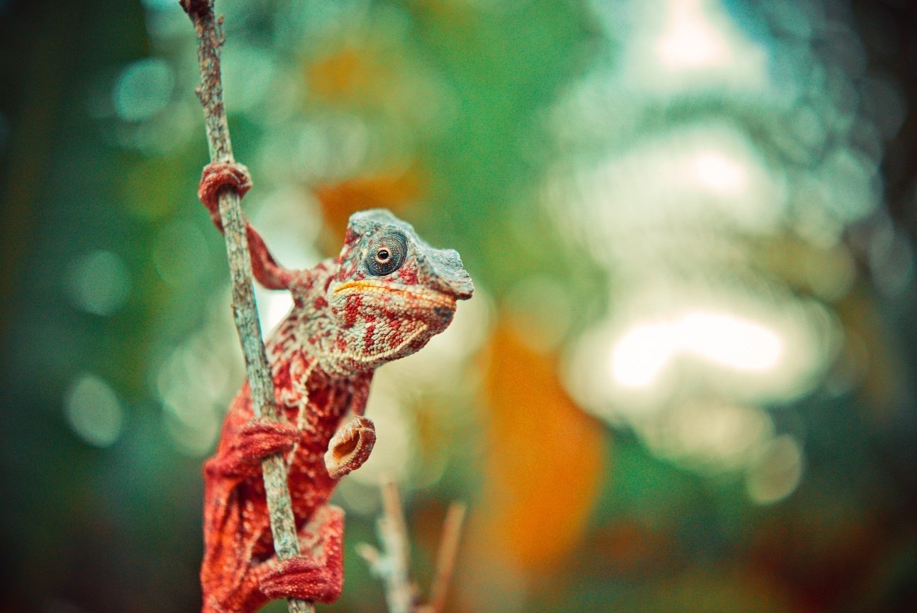 chameleon