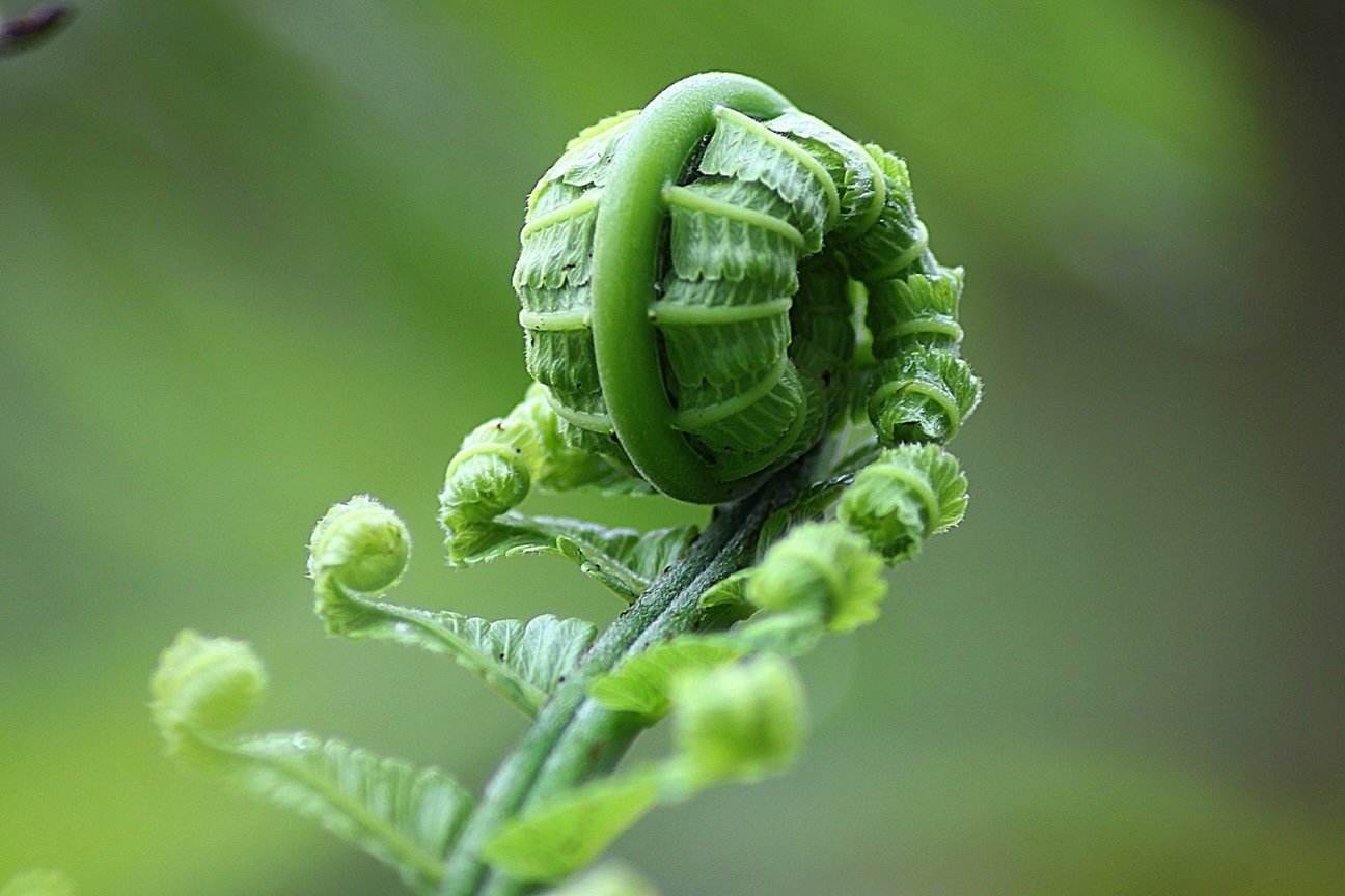 nature-scalability